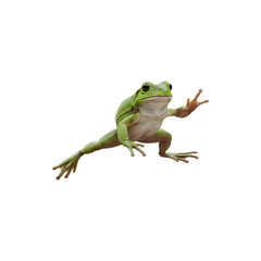 Fototapeta premium Small green frog sitting isolated on white background for amphibians, animals, nature and wildlife concepts