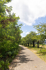 枚方市天野川緑地（散歩、健康イメージ）