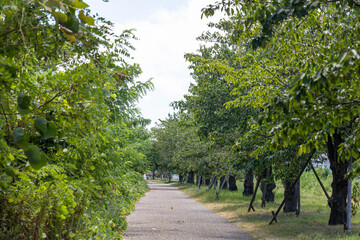 枚方市天野川緑地（散歩、健康イメージ）