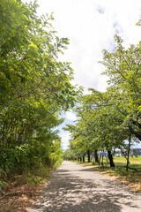 枚方市天野川緑地（散歩、健康イメージ）