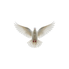 Fototapeta premium White dove bird flying with wings open isolated on white background for peace, hope, freedom and religious concepts