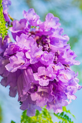 Flores de Jacaranda en la ciudad de México