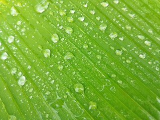 Beautiful raindrops on banana leaf surface texure background 