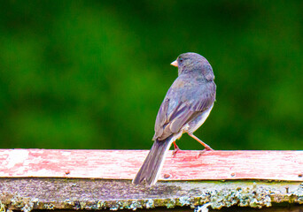 Dark eyed  junco bird on a fence