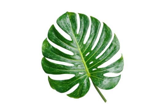 A leafy green plant with a white background. The leaf is large and has a lot of spots