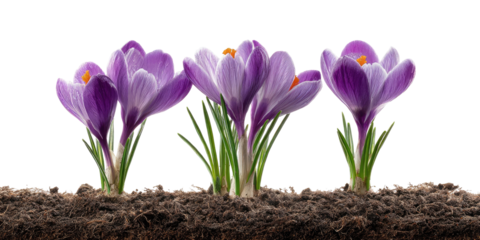 Three purple crocus flowers emerge from dark soil