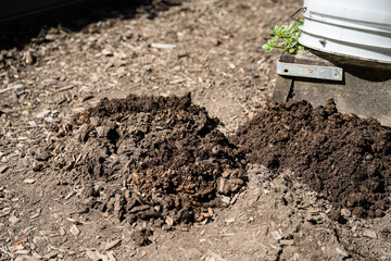 Pests in the garden, fresh dirt from new mole hills in a kitchen garden

