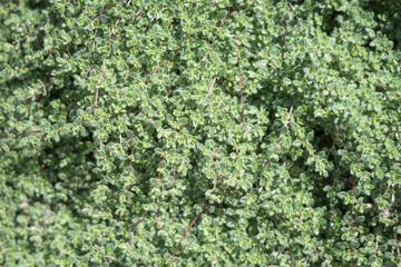 Wooly thyme growing in a garden, an herb that can also be used as walkable ground cover, as a nature background
