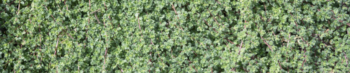 Wooly thyme growing in a garden, an herb that can also be used as walkable ground cover, as a nature background
