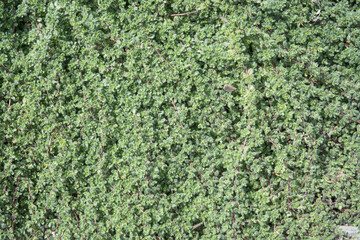 Wooly thyme growing in a garden, an herb that can also be used as walkable ground cover, as a nature background
