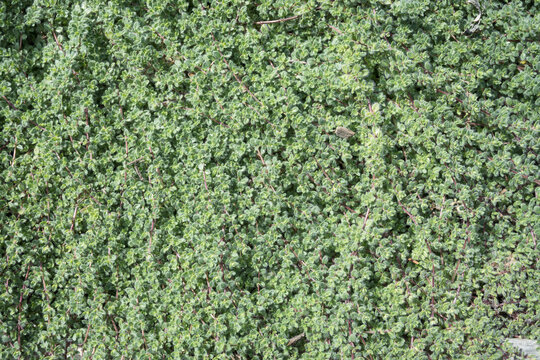 Wooly thyme growing in a garden, an herb that can also be used as walkable ground cover, as a nature background
