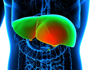 Angled Perspective of Human Liver, Anatomical Vector Illustration, Transparent PNG