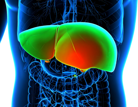 Angled Perspective of Human Liver, Anatomical Vector Illustration, Transparent PNG