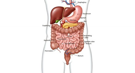 Detailed Human Digestive System Anatomy Illustration Showing Internal Organs and Intestines