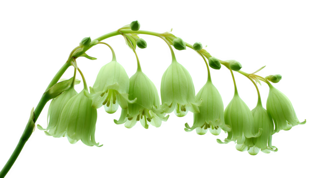 Bell shaped flower hanging on plant on white background 