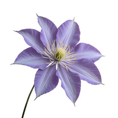 Beautiful Lavender Clematis Flower Close-Up on White Background