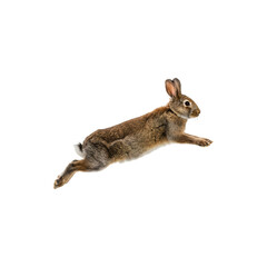 Fast Running Wild Rabbit in Action Jumping Across White Background Animal Wildlife Concept