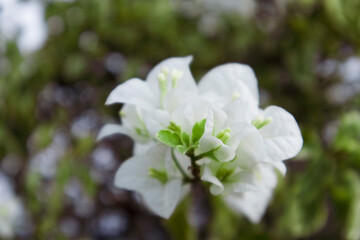fresh white bougainvillea in green sunny garden