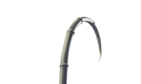 Close-up of a curved bamboo stalk against a clean white background, ideal for minimalist designs