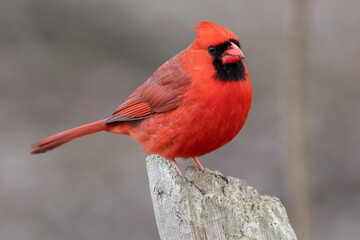 Northern Cardinal Cardinalis cardinalis Perched on Wood Post, Bird Wildlife Photography.