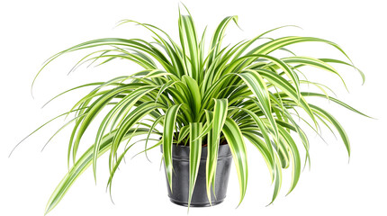 A lush spider plant, Chlorophytum comosum, with long variegated green and white leaves in a black pot, isolated on a clean white background.
