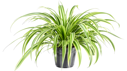 A lush spider plant, Chlorophytum comosum, with long variegated green and white leaves in a black pot, isolated on a clean white background.
