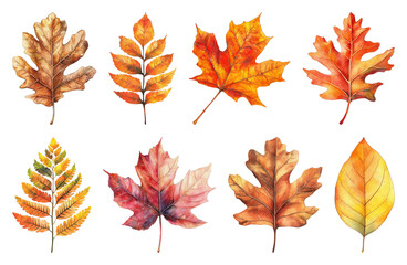 Fototapeta premium PNG Colorful autumn leaves illustration, element set on transparent background