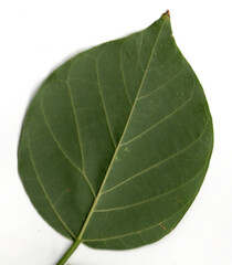 green leaf isolated on white. A heart-shaped dark green leaf with prominent veins on a white background.