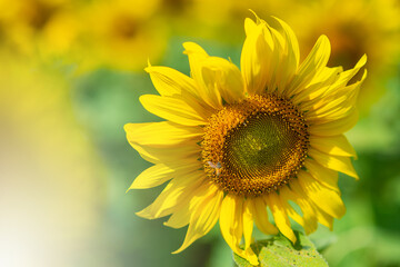 Beautiful yellow sunflowers, they will turn to follow the sun.