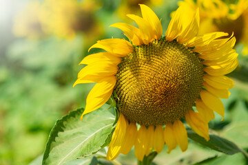 Beautiful yellow sunflowers, they will turn to follow the sun.