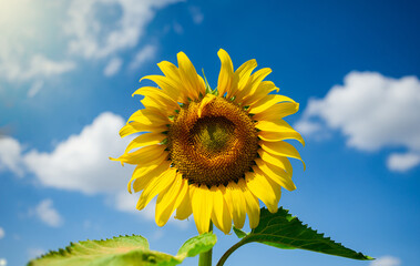 Beautiful yellow sunflowers, they will turn to follow the sun.