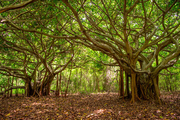 A serene view of intertwined trees in the Rosarios Islands, showcasing vibrant green foliage and a tranquil forest atmosphere.