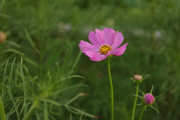 Obraz premium pink cosmos flower