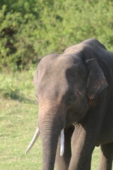 Fototapeta premium Amazing Elephants in Kaudulla National Park, Sri Lanka