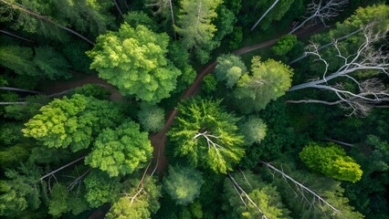 Aerial View of Green Forest Trees with Dense Natural Landscape Scenery