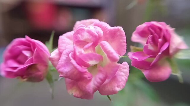 Close up of pink baby rose Rosa polyantha blossoms in soft focus showing delicate layered petals with a blurred natural background highlighting beauty and elegance of blooming flowers
