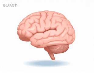 Gehirn - Schwingungen 