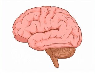 Gehirn - Schwingungen 