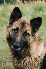 portrait of a german shepherd dog with blind eye