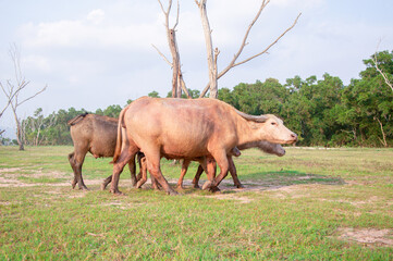 Fototapeta premium A herd of Thai buffalo are walking on wide field