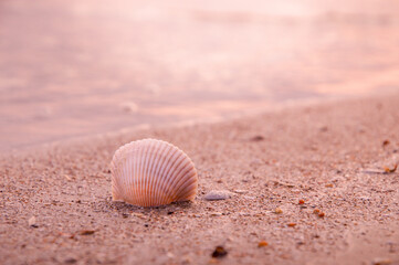 Shell on the beach with sunet time