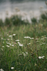 wild white flowers in the grass