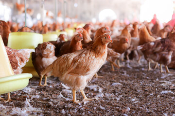 A lot of brown chicken in chicken farm