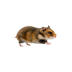 Cute brown hamster standing on white background adorable small pet animal stock photo for fun concepts