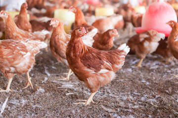 A lot of brown chicken in chicken farm