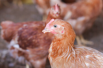 Close up of brown chicken in chicken farm