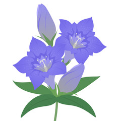 リンドウのベクターイラスト