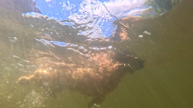 Small dog swimming under water view Yorkie Poo sunny day 