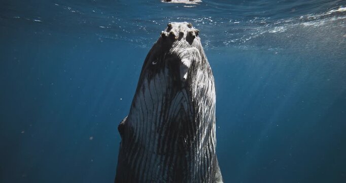 Humpback Whale, Costa Rica