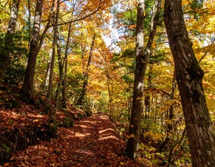 Obraz premium Vibrant Autumn Forest Path Bathed in Golden Sunlight.